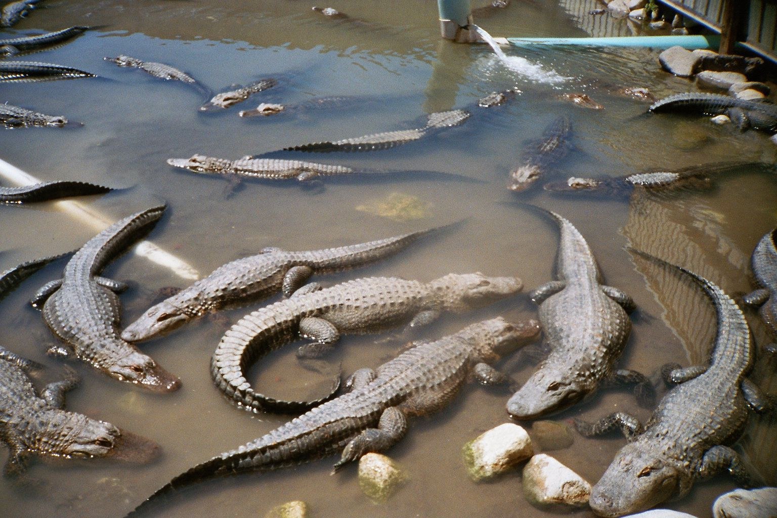 Colorado Gators Reptile Park, Colorado