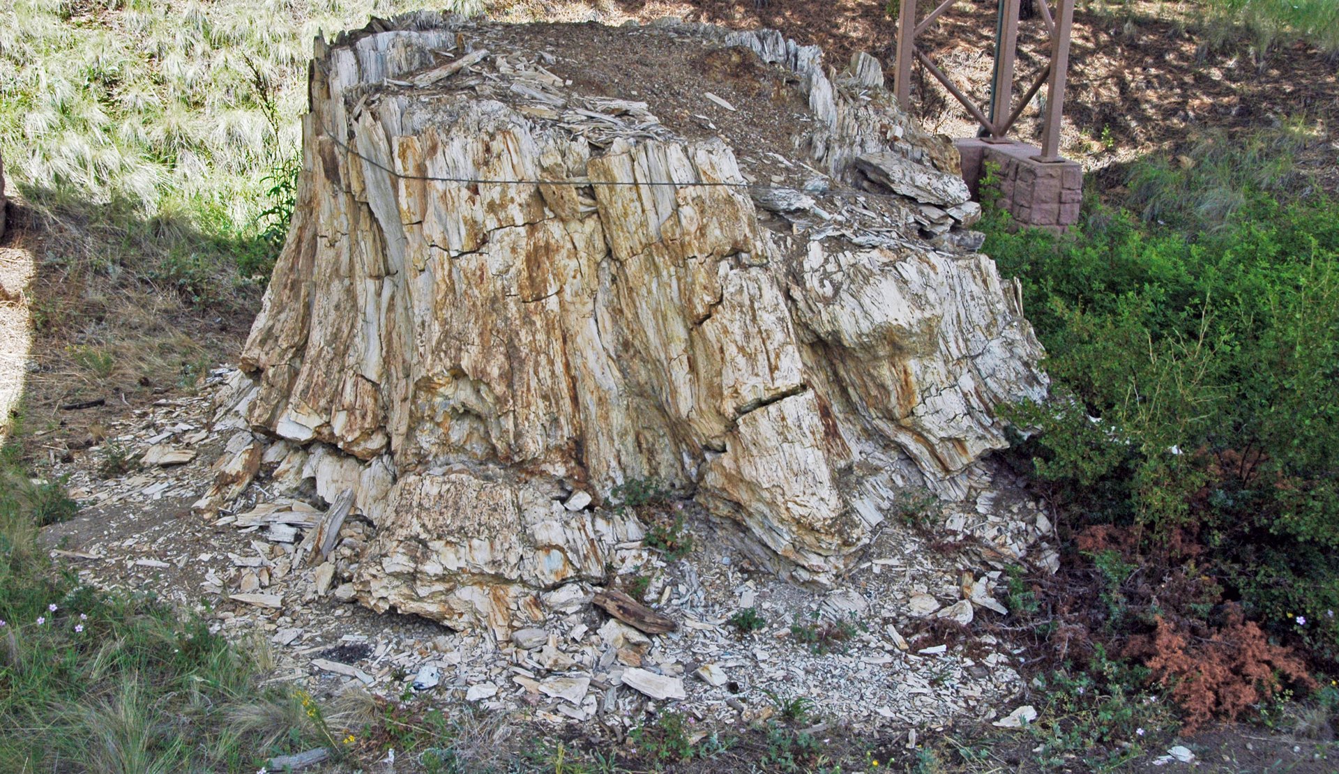 Florissant Fossil Beds National Monument – Sequoia affinis Lesquereux, 1876 - fossil giant redwood tree trunk in the Eocene of Colorado, USA. "