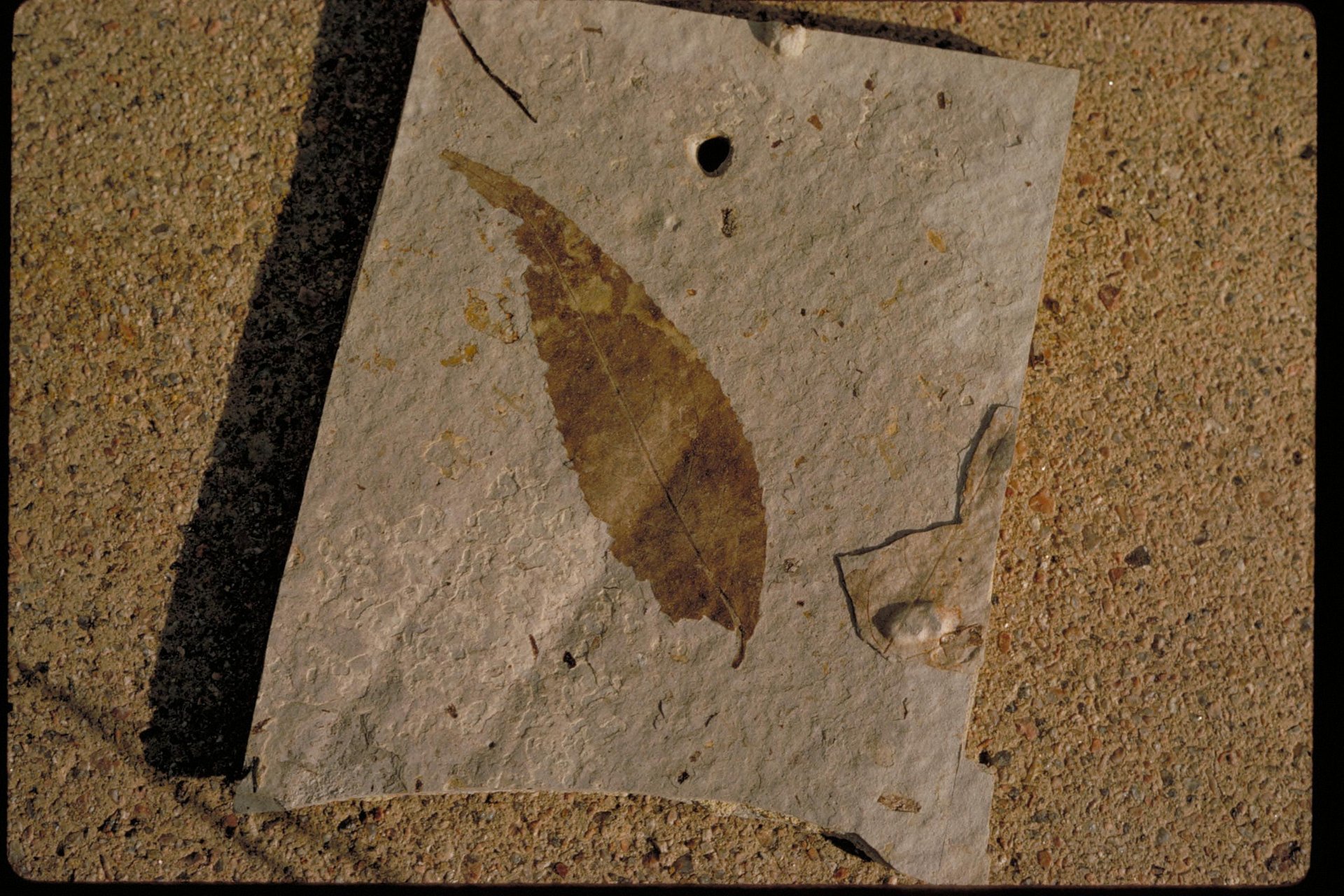 Florissant Fossil Beds National Monument – Petrified leaf A beautiful mountain valley just west of Pikes Peak holds spectacular remnants of the