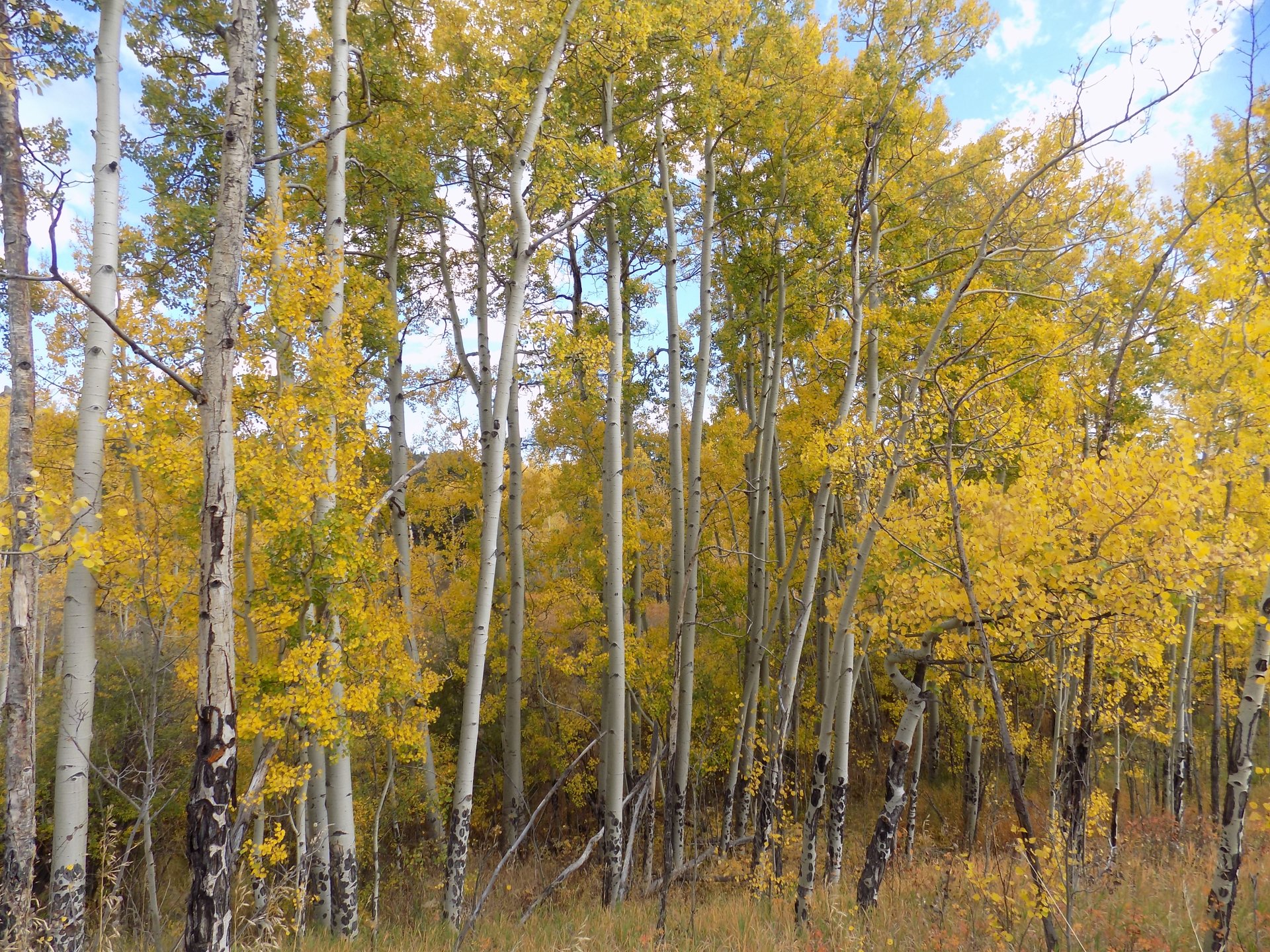 Golden aspen grove in Golden Gate Canyon State Park