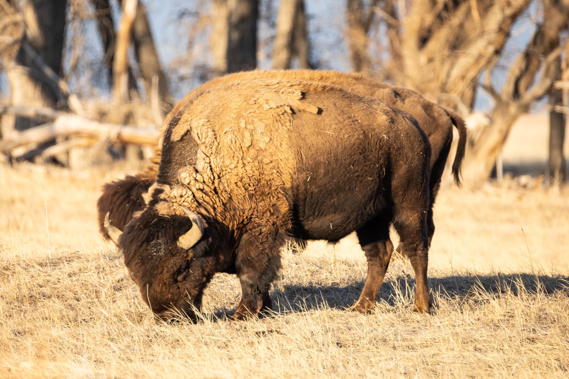 Rocky Mountain Arsenal National Wildlife Refuge, Colorado